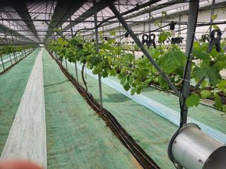 영금포도농원님의 기타작물 · 영농일지 작성글 사진