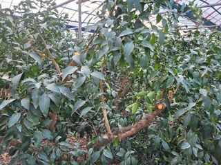 순간순간의있음님의 귤 · 영농일지 작성글 사진