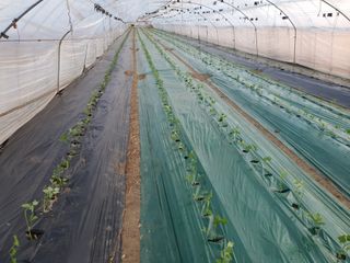 김종권님의 토마토 · 영농일지 작성글 사진