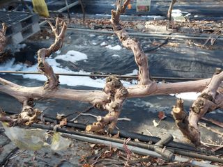 태일농산이정수님의 기타작물 · 영농일지 작성글 사진