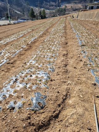 이상응님의 기타작물 · 영농일지 작성글 사진