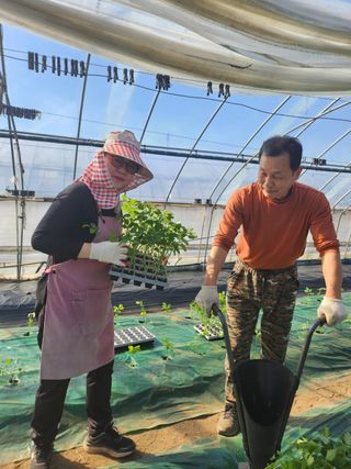 김종권님의 토마토 · 영농일지 작성글 사진