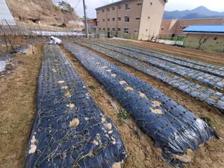 성훈경님의 기타작물 · 영농일지 작성글 사진