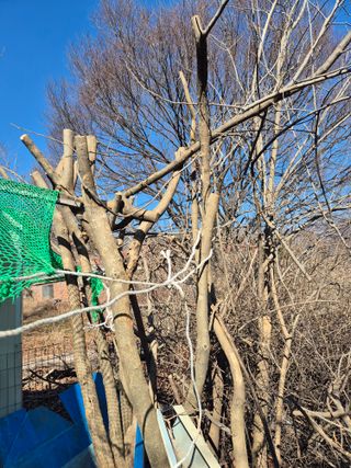 금송농원정시훈님의 기타작물 · 영농일지 작성글 사진