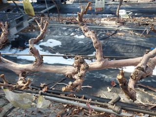 태일농산이정수님의 기타작물 · 영농일지 작성글 사진