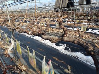 태일농산이정수님의 기타작물 · 영농일지 작성글 사진