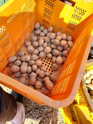 태일농산이정수님의 기타작물 · 영농일지 작성글 사진