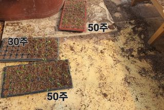 수랏간 농원 안승호님의 기타작물 · 영농일지 작성글 사진