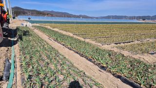 서정욱님의 마늘 · 영농일지 작성글 사진