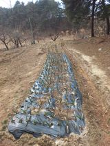 팜모닝 마늘·영농일지 게시글 이미지