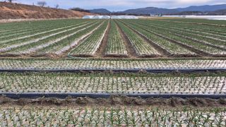 서정욱님의 마늘 · 영농일지 작성글 사진