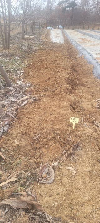 김정은님의 콩 · 영농일지 작성글 사진