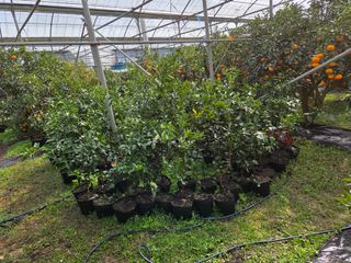 조상균님의 기타작물 · 영농일지 작성글 사진