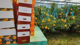 조상균님의 기타작물 · 영농일지 작성글 사진