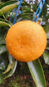 팜모닝 기타작물·영농일지 게시글 이미지