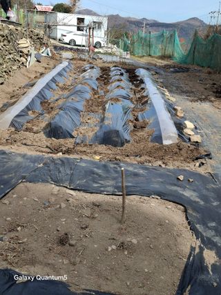 이세순님의 기타작물 · 영농일지 작성글 사진