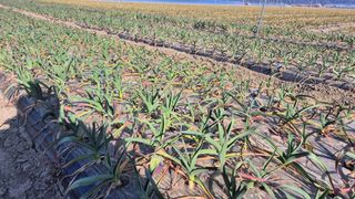 서정욱님의 마늘 · 영농일지 작성글 사진