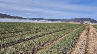 서정욱님의 마늘 · 영농일지 작성글 사진