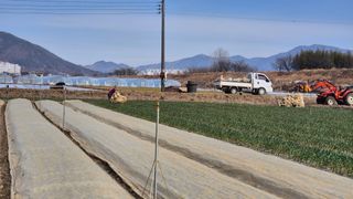 서정욱님의 마늘 · 영농일지 작성글 사진