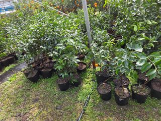 조상균님의 기타작물 · 영농일지 작성글 사진