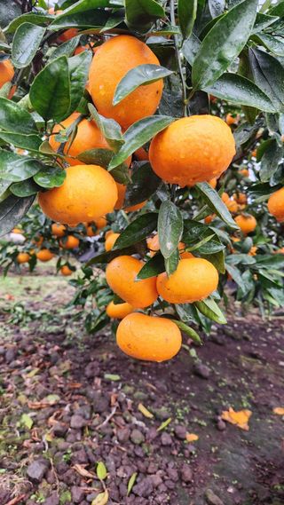 조상균님의 기타작물 · 영농일지 작성글 사진