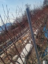 팜모닝 기타작물·영농일지 게시글 이미지