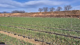 서정욱님의 마늘 · 영농일지 작성글 사진