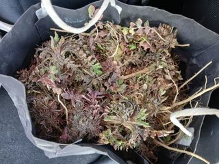 이갑덕님의 기타작물 · 영농일지 작성글 사진