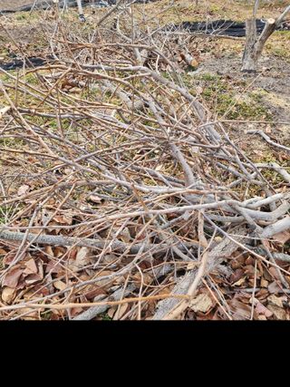 밀양달콤팜님의 기타작물 · 영농일지 작성글 사진