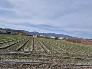 서해숙님의 마늘 · 영농일지 작성글 사진