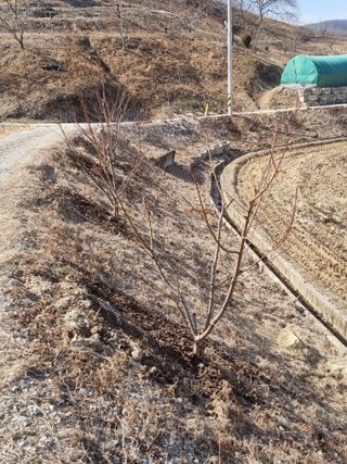 자두7424님의 기타작물 · 영농일지 작성글 사진