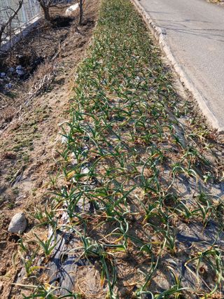 최남옥님의 기타작물 · 영농일지 작성글 사진