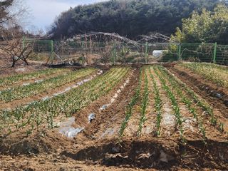 Kts668붉은노을님의 기타작물 · 영농일지 작성글 사진