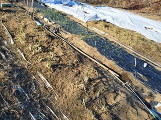 매실6611님의 고구마 · 영농일지 작성글 사진