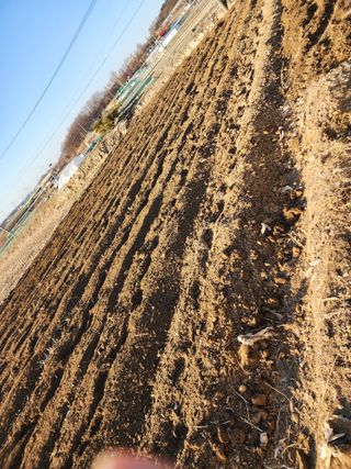  청계유정란 박진균님의 감자 · 영농일지 작성글 사진