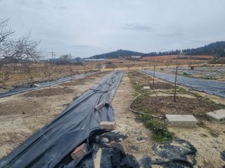 홍보배님의 감 · 영농일지 작성글 사진