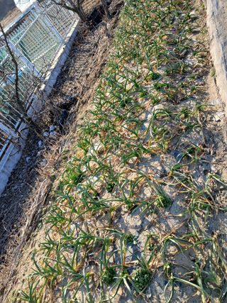 최남옥님의 기타작물 · 영농일지 작성글 사진