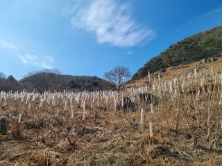 자연농원 윤상수님의 기타작물 · 영농일지 작성글 사진