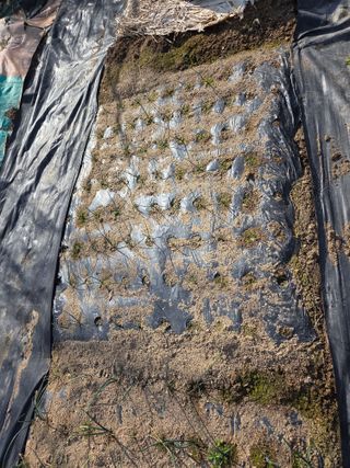 정찬길 님의 기타작물 · 영농일지 작성글 사진