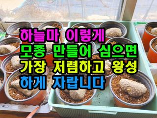꿈꾸는텃밭님의 기타작물 · 영농일지 작성글 사진