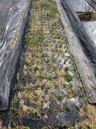 정찬길 님의 기타작물 · 영농일지 작성글 사진