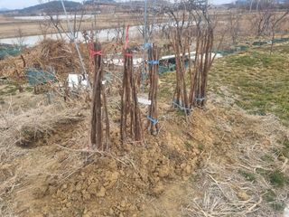 홍보배님의 감 · 영농일지 작성글 사진