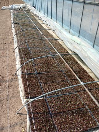 거촌어른님의 고추 · 영농일지 작성글 사진