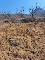 팜모닝 기타작물·영농일지 게시글 이미지