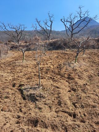 택이님의 기타작물 · 영농일지 작성글 사진