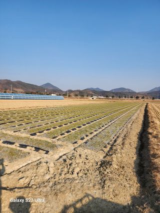 박종권님의 마늘 · 영농일지 작성글 사진
