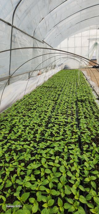 자연그대로님의 고추 · 영농일지 작성글 사진