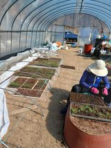 팜모닝 고추·영농일지 게시글 이미지