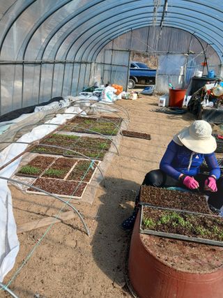 거촌어른님의 고추 · 영농일지 작성글 사진