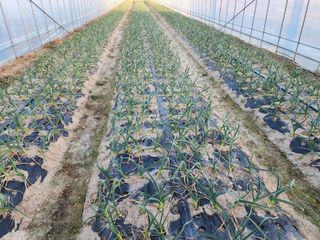 아침못자연농원님의 기타작물 · 영농일지 작성글 사진